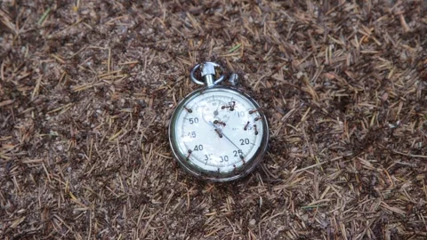 Stopwatch placed on an anthill 库存影片 258846601