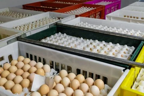Storage baskets and egg boxes. Agro-industrial hatchery. Stock Photos