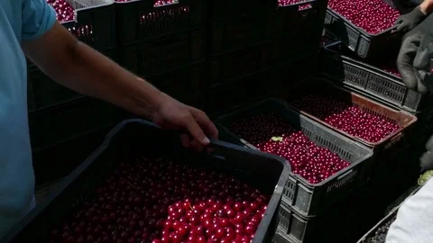 Storage cherries in warehouse Stock Footage 71224205