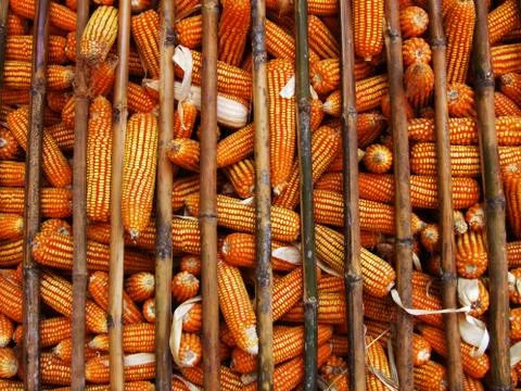 Storage dry corn in the storehouse Stock Photos