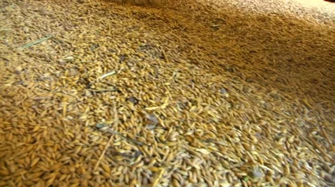 Storage of grain Video stock 61127020
