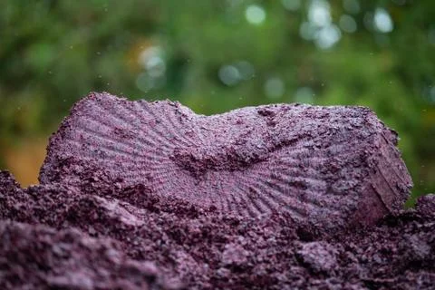 Storage of grape marc after vinification, Bordeaux Vineyard, France 스톡 사진