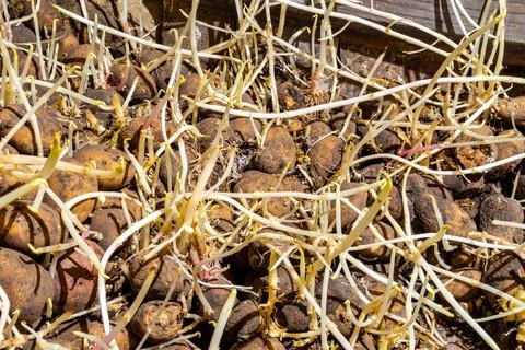 In storage potatoes with long sprouts from violation of conditions and Stock Photos