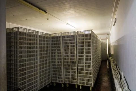 Storage room for empty hatcher carts and baskets. Agro-industrial hatchery. Stock Photos