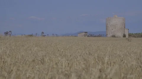 Storage in the wheat field Stock Footage 71175193
