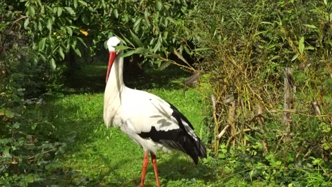 Storch Stock Footage 317439998