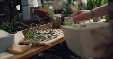 Store assistant placing small plants on a table in interior boutique plant shop Stock Footage 199456606