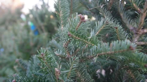 Store selling christmas pine tree close up Stock Footage 296355362