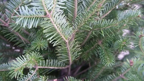 Store selling christmas pine trees close up Stock Footage 296355352