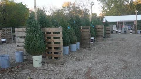 Store selling christmas pine trees camp Stock Footage 296355355