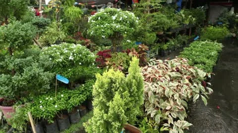 Store selling plants Stock Footage