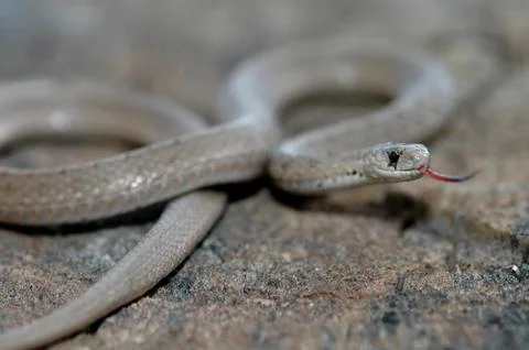 Storeria dekayi wrightorum Stock Photos