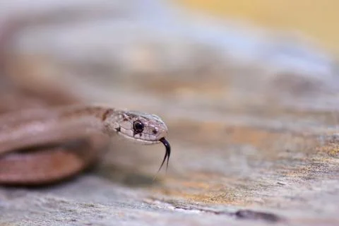 Storeria dekayi wrightorum Stock Photos