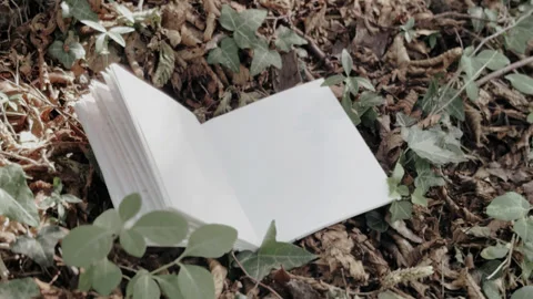 Stories in the Wild: A Blank Page in the Forest Stock Footage 337615683