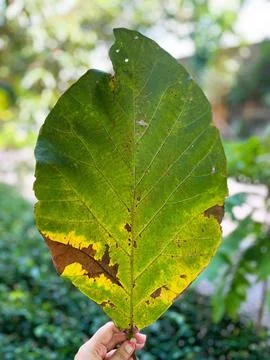 Stories Within a Leaf Stock Photos