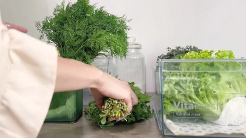 Storing Arugula and Herbs for Fresh Salads .Fridge Organization Stock Footage 311053678
