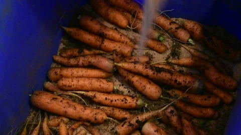 Storing carrots in sand Stock Footage 171092874