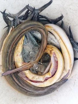 Storing fish in barrels and using ice cubes. Foto stock