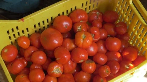 Storing fresh Tomatoes in a cassette Stock Footage 78136682