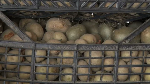 Storing potatoes in plastic crates. Video stock 153816499