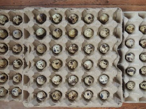 Storing quail hatching eggs in chicken egg cartons Stock Photos
