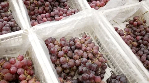 Storing red grapes in boxes on grocery store shelves. Video stock 266403082