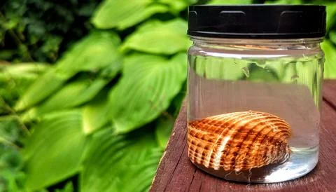 Storing seashells in a jar Stock Photos