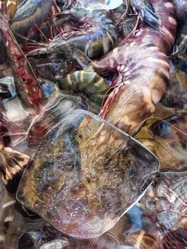 Storing shrimp in barrels and using ice cubes. Stock Photos