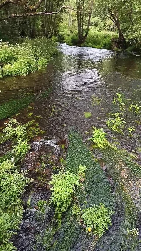 Storis river in mountain forest in summer Stock Footage 236141339