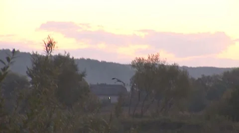 Stork 1 Stock Footage 8795382