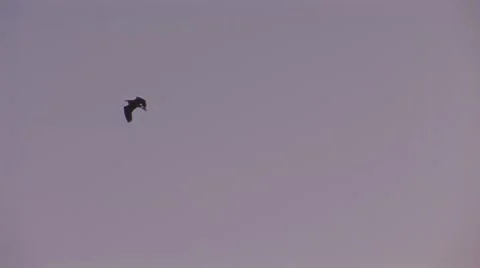 Stork 2 Stock Footage 8795367