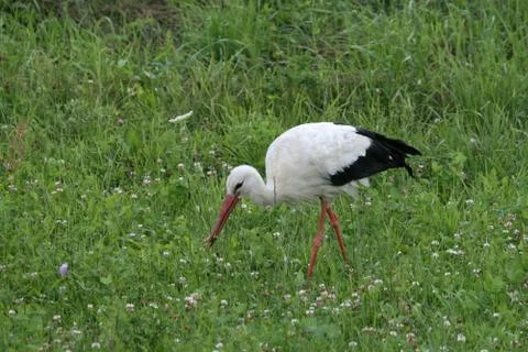 Stork 3 Stock Photos