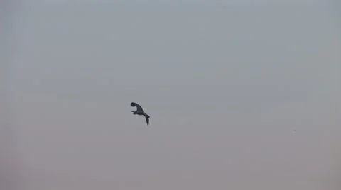 Stork 4 Stock Footage 8795338