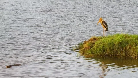 A stork alone at lake Stock Footage 320923561