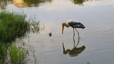 A stork alone at lake Stock Footage 320923577