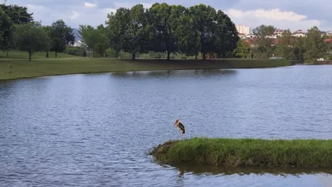 A stork alone at lake Stock Footage 320923579