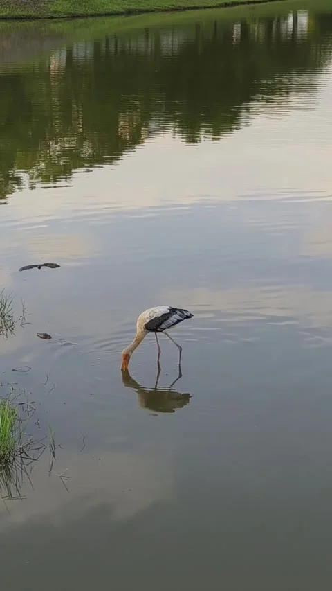 A stork alone at lake Stock Footage 322153684