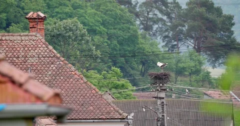 Stork alone in nest between rooftops Stock Footage 244584958