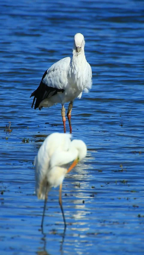 The Stork and the Egret Stock Footage 330622531