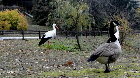 Stork and geese in the park Stock Footage 33001042