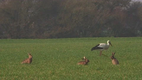 Stork and hare on a meadow in spring Stock Footage 264839225