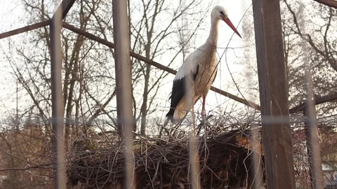 Stork and the nest Stock-Footage 75038718