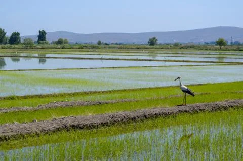 Stork and rice fields. Stock Photos