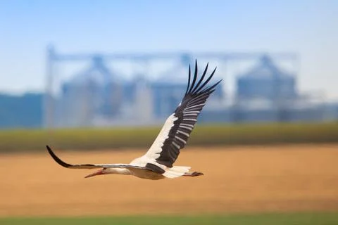 A stork on the background of an elevator. Selective focus. Stock Photos