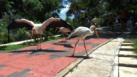 Stork basking in the sun Stock Footage 115090309