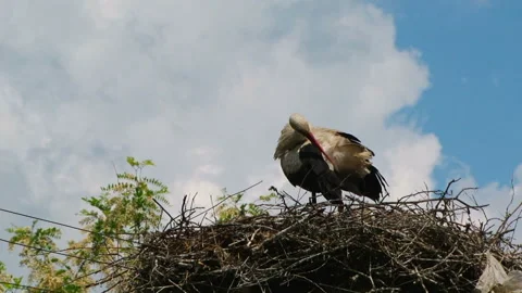 Stork with a beak cleans feathers Stock Footage 120424999