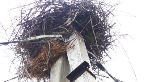 A stork begins building a nest on a pole of a high-voltage line Stock Footage 342071274