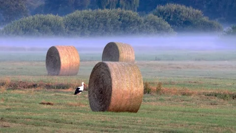 Stork between hay bales in summer,  Ciconia Ciconia Stock Footage 203371623