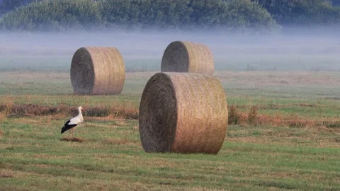 Stork between hay bales in summer,  Ciconia Ciconia Stock Footage 221500511
