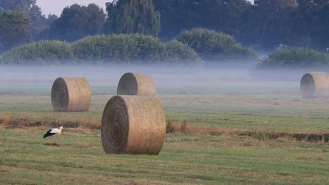 Stork between hay bales in summer,  Ciconia Ciconia Stock Footage 231096722